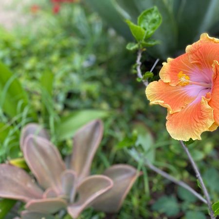 Juniper Bay Bed & Breakfast Portoscuso Ngoại thất bức ảnh